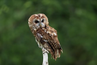 Tawny owl (Strix aluco), adult, perch, alert, Scotland, Great Britain