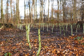 Reforestation of a park with new seedlings after several storms in Duesseldorf, Germany, Europe