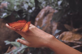 A vibrant orange butterfly rests on a person's hand against a leafy backdrop