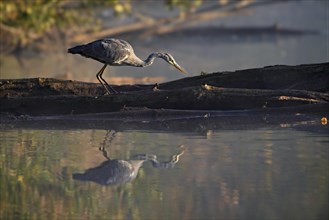 A gray heron stands on a log with its reflection visible in the water, in a tranquil setting, Ardea