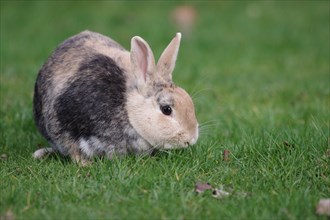 Rabbit (Oryctolagus cuniculus domestica), pet, grass, outside, green, eating, A single rabbit sits