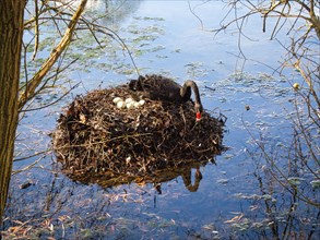 Black swan (Cygnus atratus) at a nest with eggs, North Rhine-Westphalia, Germany, Europe