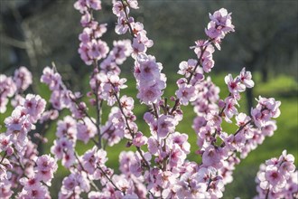 Flowering almond tree (Prunus dulcis) Almond blossom, Baden-Wuerttemberg, Germany, Europe