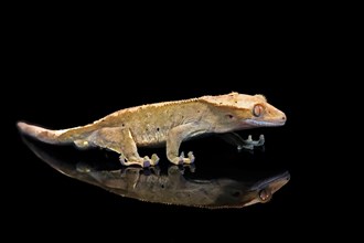 New Caledonian eyelash gecko (Correlophus ciliatus), adult, captive, New Caledonia, Oceania