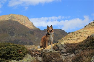 A dog stands on rocky terrain with mountain peaks under a blue sky with clouds, Amazing Dogs in the