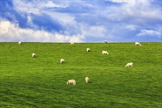 Domestic sheep (Ovis gmelini aries), grazing in a meadow on a slope, herd, dyke, Wales, Great