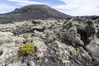 Lava landscape overgrown with lichens and succulents, in the background vineyards protected by dry