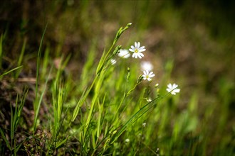 White meadow flowers with green background, slightly blurred and summery light, Mettmann, North