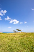 Nature in a special way, trees grow with the wind, a dreamlike landscape directly on the turquoise