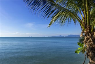 Palm tree at Maenam beach on Koh Samui, island, palm tree, water travel, holiday, tourism, text