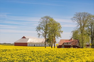Flowering rapeseed field in the countryside by a farm with a house and a barn in early summer,