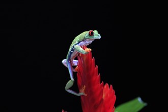 Red-eyed tree frog (Agalychnis callidryas), adult, on bromeliad, captive, Central America