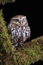Little owl (Athene noctua), (Tyto alba), adult, on tree trunk, at night, vigilant, Lowick,