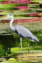 A grey heron (Ardea cinerea) stands on flowering water lily pads in a pond, Stuttgart,