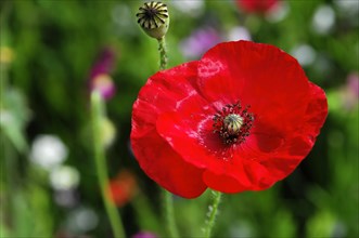 A bright red poppy flower (Papaver rhoeas), close-up with detailed centre, Stuttgart,