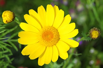 A sun-yellow golden marguerite (Anthemis tinctoria), in macro photograph with green background,