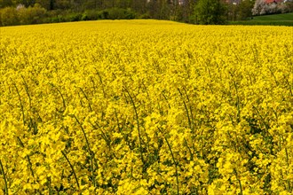 Close-up of yellow rapeseed flowers with a blurred green background, rapeseed, Brassica napus,