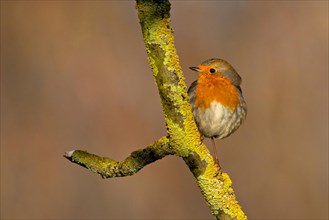 Robin stands on a moss-covered branch in warm sunlight, looking to the side, Erithacus rubecula,