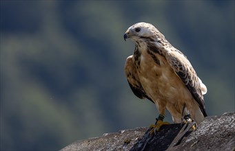 Saker falcon (Falco cherrug), Saker falcon or Saker, dach