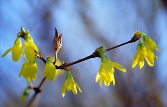 A branch with yellow flowers and buds, a sign of the beginning of spring Forsythia Forsyrthia