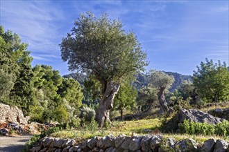 Scenic view of olive trees against a blue sky surrounded by a stone wall, Hiking tour from