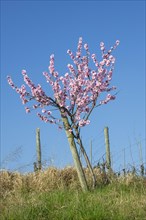 Flowering almond tree (Prunus dulcis) Almond blossom, blue sky, vineyard, Baden-Wuerttemberg,