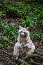 Raccoon in natural environment, close-up, portrait of the animal on Guadeloupe au Parc des