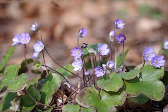 Liverwort (Hepatica nobilis), plant, flower, blue, protected, Germany, The blue-violet flowers of