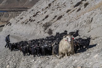 Mountain goats with their sheppard, Kingdom of Mustang, Nepal, Asia