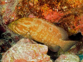 Caribbean grouper (Cephalopholis cruentata), dive site John Pennekamp Coral Reef State Park, Key