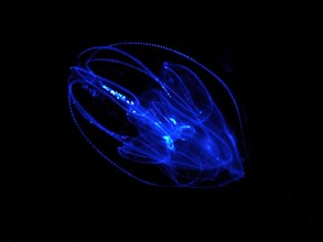 Lobed ribbed jellyfish (Leucothea multicornis), comb jellyfish, at night, dive site, Riviera Beach,