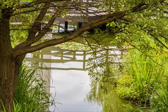 Overhanging tree branches by a pond with reflections and vibrant green grass at waterside, in South