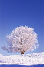 Snow covered tree on Mount Saleve, Haute-Savoie, France, Europe