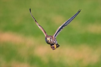 A bird of prey is captured in flight against a blurred green background, Falco tinnuculus, Kestrel,