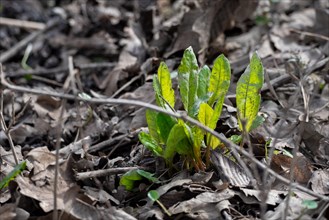 Wild sorrel, young green plant breaking through old brown leaves on the ground, Magdeburg,
