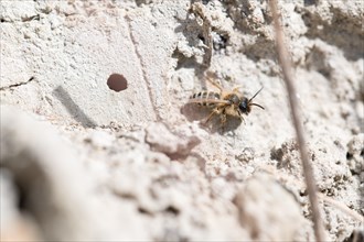 Common sand bee (Andrena flavipes), sitting at the entrance to its ground nest, Sielmanns
