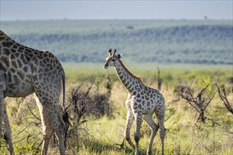Southern giraffe (Giraffa giraffa) baby, Madikwe Game Reserve, North West Province, South Africa,