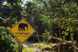 Beware of elephants in the rainforest in Khao Sok National Park, elephant, Asian elephant, road