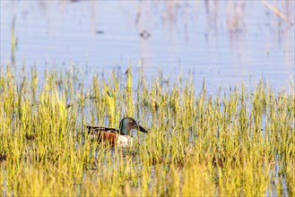 Northern shoveler (Spatula clypeata) swimming among green water plants by the lakeshore