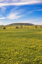 Blooming dandelions in a meadow with Alleberg table mountain that are part of the UNESCO Global