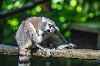 Lemurs in natural environment, close-up, portrait of the animal on Guadeloupe au Parc des Mamelles,