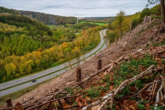 Autumn landscape with deforested area next to a winding road, Bergisches Land, North