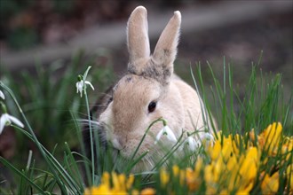 Rabbit (Oryctolagus cuniculus domestica), pet, hare, garden, spring, flowers, Easter, close-up of a