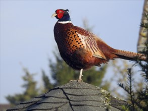 A colourful pheasant stands on a house roof in front of a clear blue sky, Hunting Pheasant