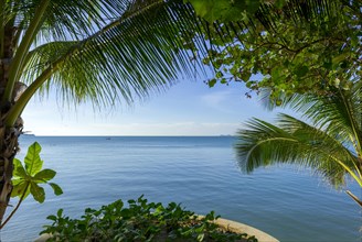 Sea view with palm tree at Maenam beach on Koh Samui, island, palm tree, water travel, holiday,