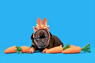Tan French Bulldog dog puppy dressed up as Easter bunny with rabbit ears headband and carrots on