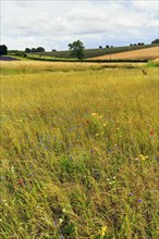 Wildflowers in a meadow, hilly landscape, Snowshill, Broadway, Gloucestershire, England, Great