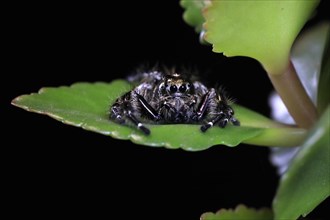 Tan jumping spider (Platycryptus undatus), adult, on leaf, North America, captive
