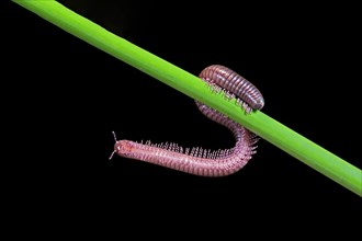 Millipedes (Diplopoda), adult, on plant stems, at night, Great Britain