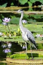 A grey heron (Ardea cinerea) stands on water lily pads in a pond, Stuttgart, Baden-Wuerttemberg,